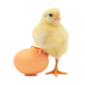 Great Gravy Logo.png