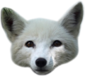 Arctic Foxes Logo.png